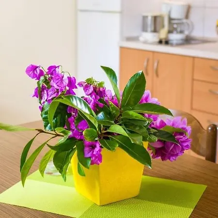 Apartment Croliday *